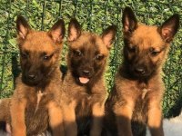 Irk Ve Sağlık Garantili Malinois