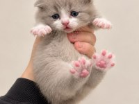 A KALİTE EŞSİZ GÜZELLİKTE KEDİLER (REZERVE ILANIDIR)