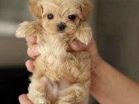 KORE TEACUP MALTIPOO YAVRULARIMIZ
