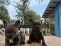 Premium Kalite French Bulldog Yavrusu