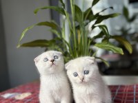 BEBEK YÜZ SCOTTISH FOLD YAVRULARIM 