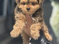 Show kalite tea cup morkie yavrular ziyarete açık