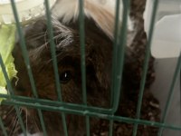 Safkan temiz sakin guinea pig