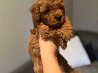 Toy Poodle Aşılı Karneli Yavrularımız