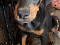 Irkının en iyisi Doberman yavrular kapıda ödeme mevcut