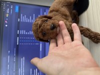 İki aylık erkek toy poodle fırsat