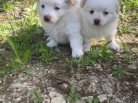 Dost canlısı küçük ırk dişi ve erkek süs köpeği