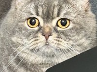 2 yaşında oyuncu british shorthair
