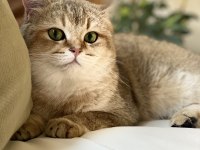 British Shorthair Golden British Shorthair