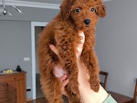 3,5 Aylık dişi toy poodle yavrusu