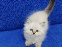 Long Hair Mavi Boncuk Silver yavrumuz teslime hazırdır