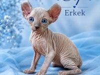 Dwelf, elf, bambino ve normal kanada sfenks yavrular
