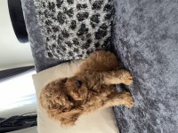 Toy poodle köpekleri