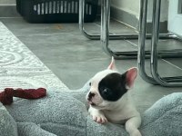 French bulldog bebek