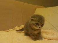 Scottish fold ve british yavrular