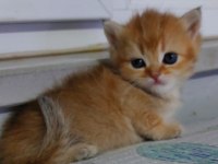 Safkan british shorthair aciklamayı okuyun lutfen