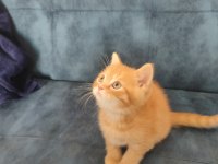 2 aylık orence color british shorthair