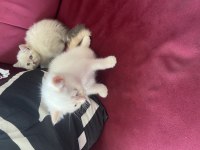 British shorthair kar beyazı mavi gözlü yavrular 6 kardeşten