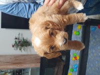 Maltipoo köpeği