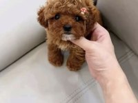 Toy Poodle Yavrusu
