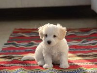 MALTESE TERRİER SIFIR NUMARA CAN DOSTU YAVRUM