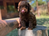 Özel Renklerde Toy Poodle Yavruları Kocaeli