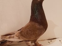 Yanar Döner Dişi Oyunlu Güvercin 81 İle Gönderim Yaparız