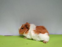 Guinea Pig Yavruları İstanbul