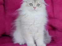British longhair blue golden dişi yavru