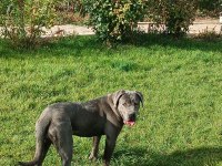 Cane corso blue