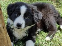 Siyah beyaz border collie yavrusu