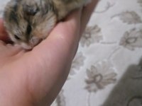 Ailenizin sevimli hamster tontonu