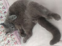 Kedimi çok ama çok uygun vereceğim fiyat önemli değil