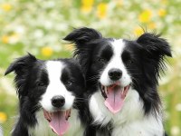 Border Collie Yavruları Istanbul