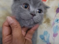 Safkan minnoş oğlumuz scottish fold