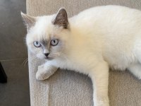Colorpoint Shorthair