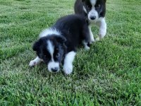 Eğitim Merkezinde Border Collie Yavruları