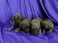 Toy Poodle red brown safkan şecereli
