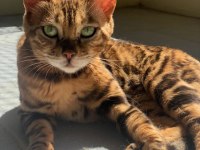 Erkek Bengal Kedisi Yavru