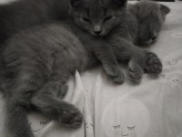 British ve scottish yavru kedi muğla