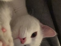 Beyaz british shorthair
