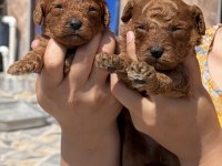 Kore poodle çok sevimli yavrular 