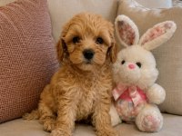 Maltipoo yavrular