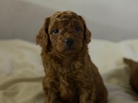 Teacup Red Brown Kore Poodle Yavrular