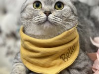 1.5 yaş oturan scottish fold kedimiz