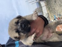 Kangal köpekler 1 aylık aslan yavruları
