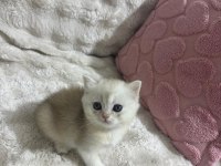 57 günlük british shorthair bebekler teslime hazır