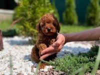 Sevimli Toy Poodle Köpeği