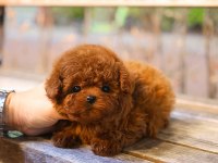 Güzeller Güzeli Show Yapıdaki Özel Toy Poodle Meleklerim