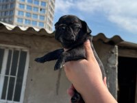 French bulldog yavru bebek